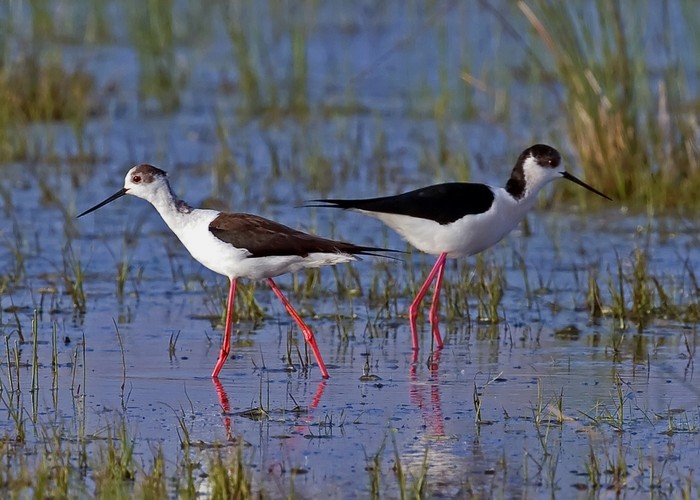 Black-winged Stilt