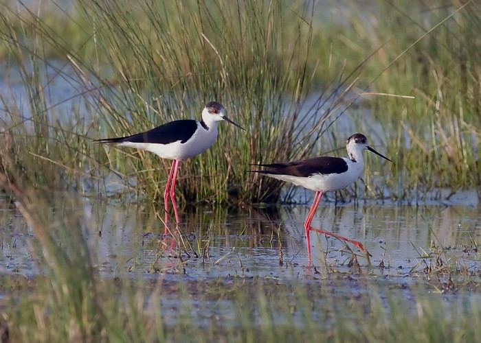 Black-winged Stilt