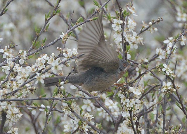 Subalpine Warbler