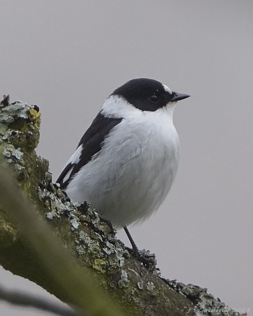 Collared Flycatcher