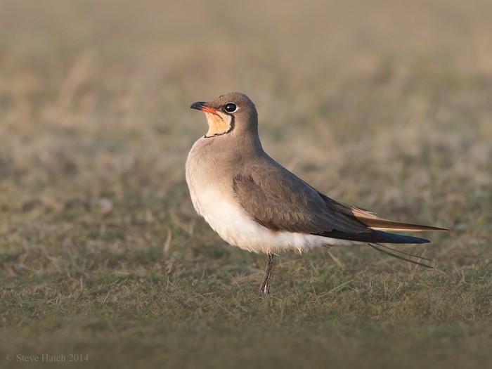Collared Pratincole