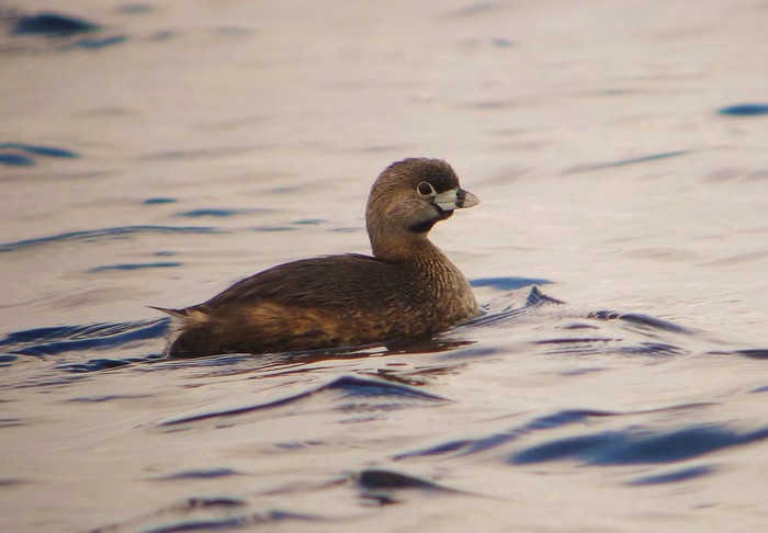 Pied-billed Grebe