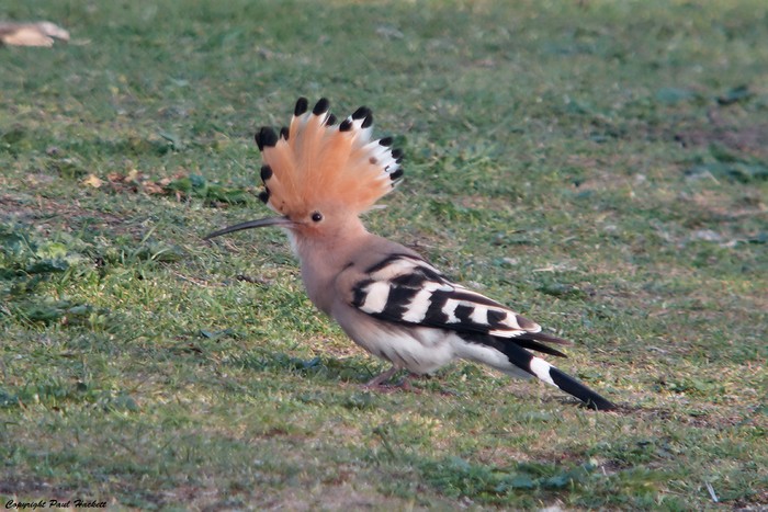 Hoopoe