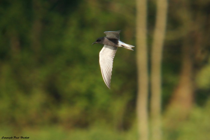 Black Tern