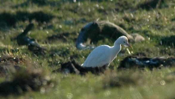 Cattle Egret