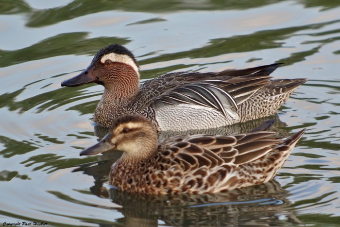 Garganey