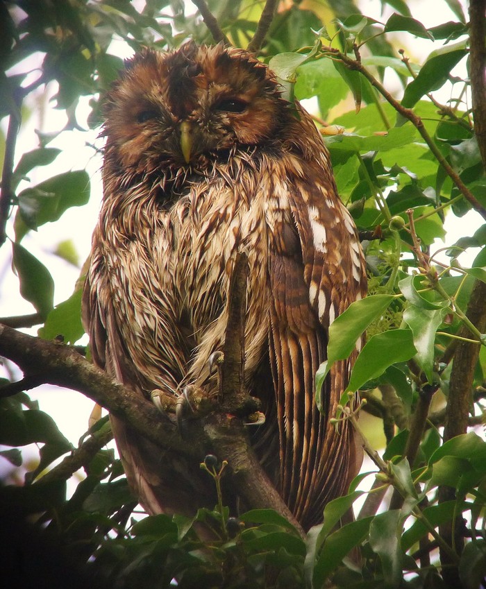 Tawny Owl