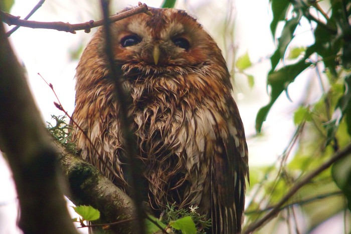 Tawny Owl
