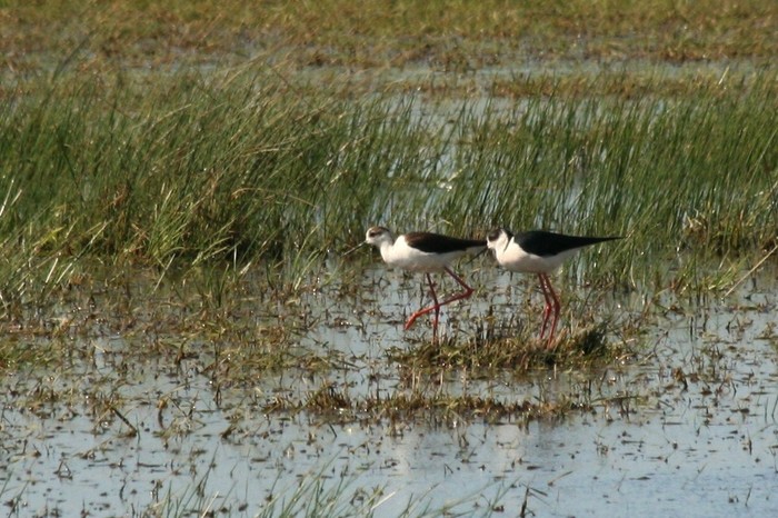 Black-winged Stilt
