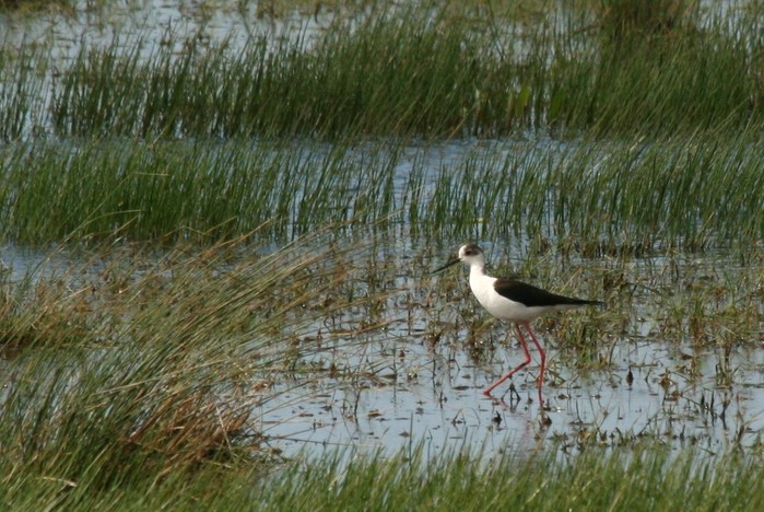 Black-winged Stilt