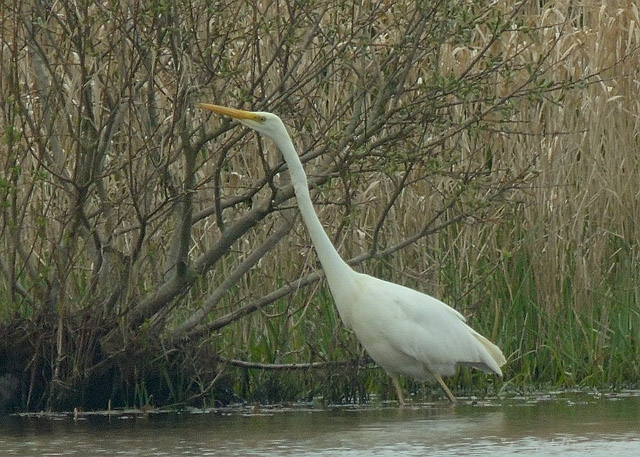 Great White Egret