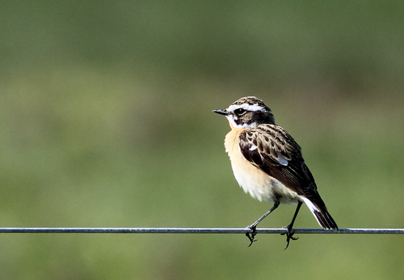 Whinchat