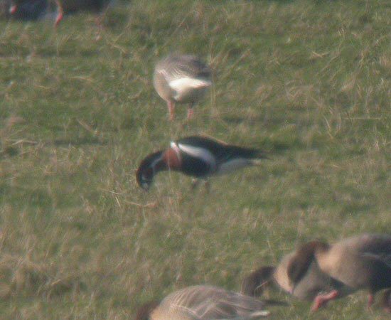 Red-breasted Goose