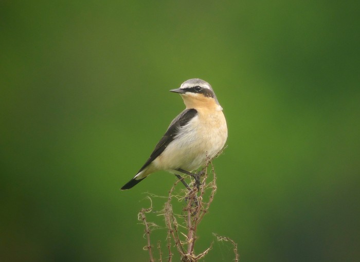 Wheatear