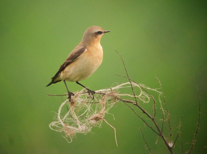 Wheatear