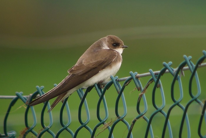 Sand Martin