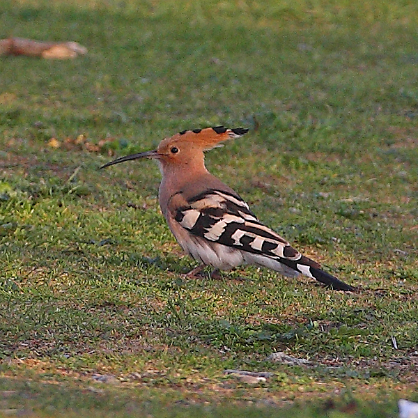 Hoopoe