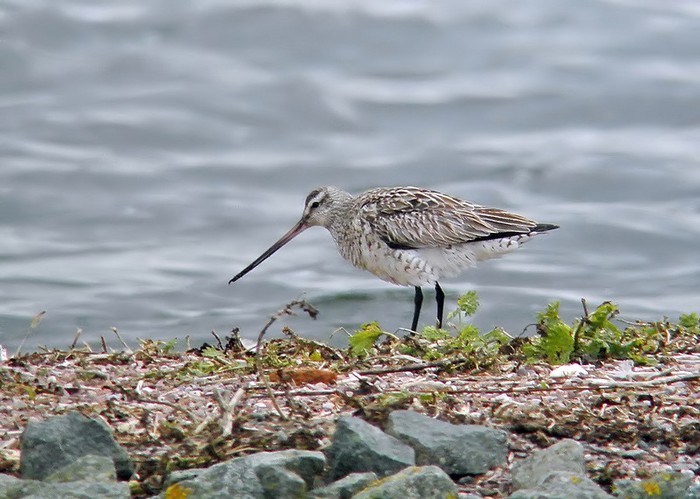 Bar-tailed Godwit