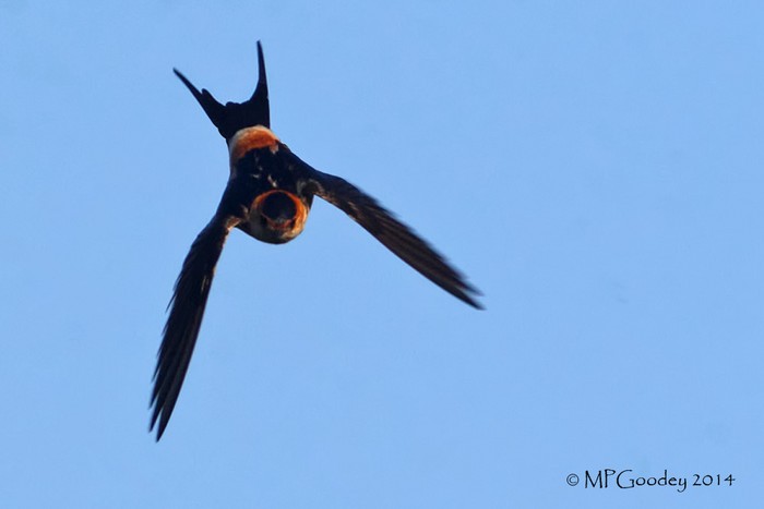 Red-rumped Swallow