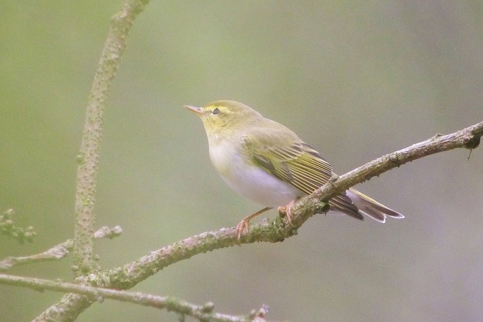 Wood Warbler