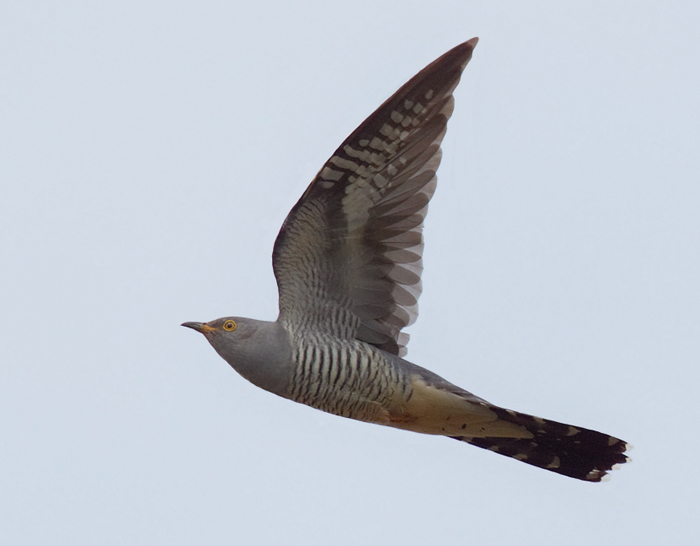 Cuckoo