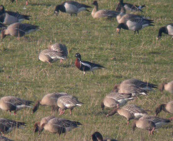 Red-breasted Goose