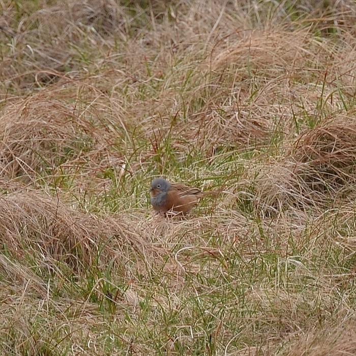 Cretzschmar's Bunting