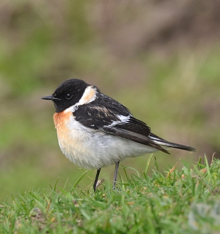 Caspian Stonechat