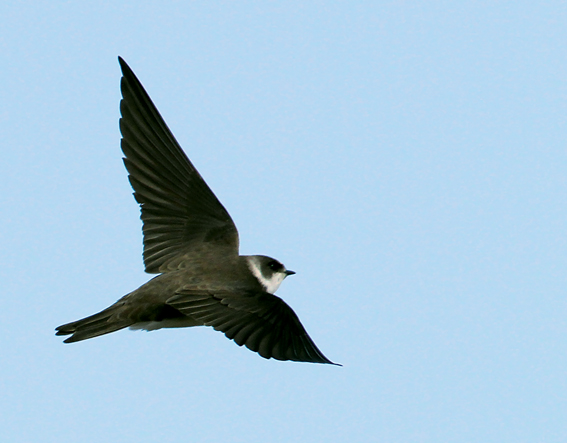 Sand Martin