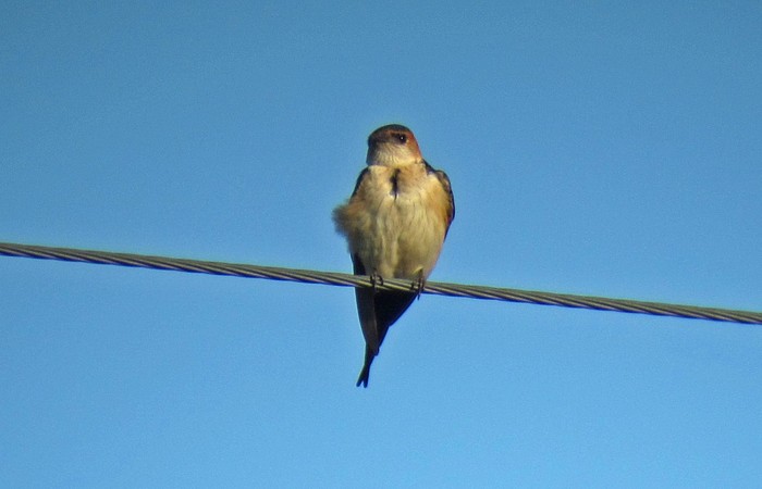 Red-rumped Swallow