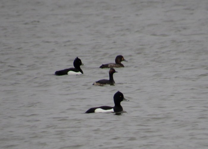 Black-necked Grebe