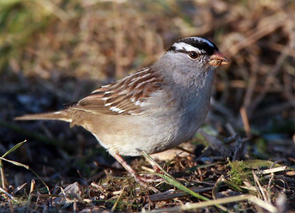 White-crowned Sparrow