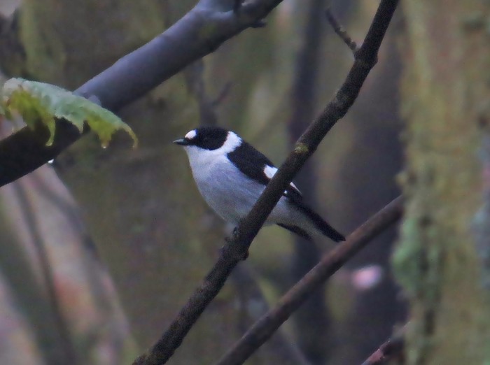 Collared Flycatcher