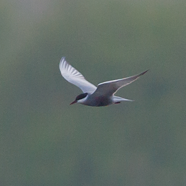 Whiskered Tern