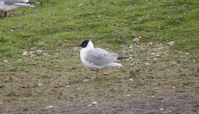 Bonaparte's Gull