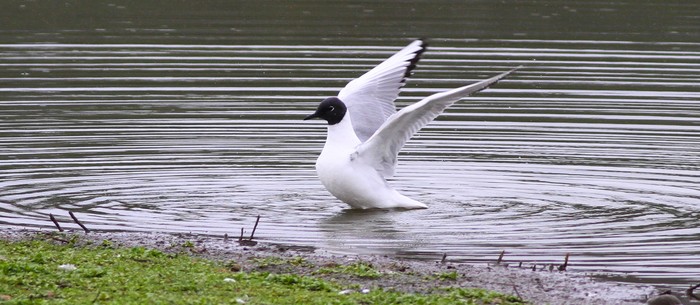 Bonaparte's Gull
