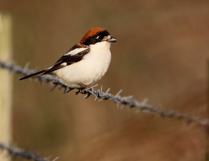 Woodchat Shrike