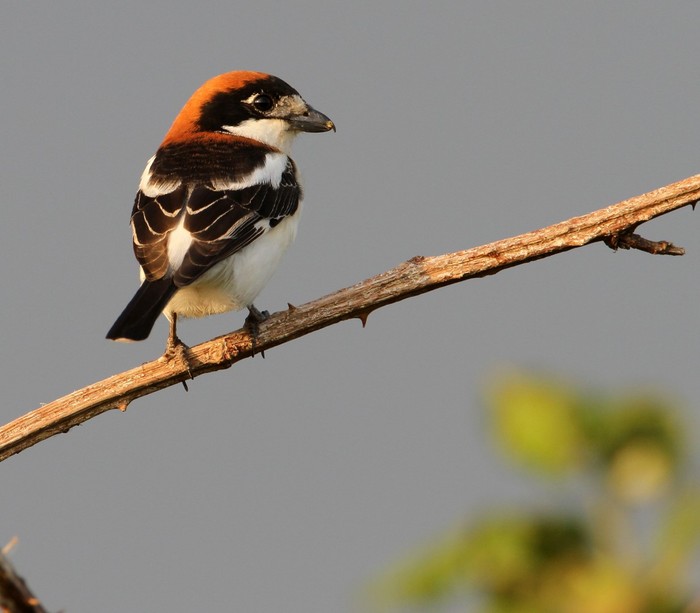 Woodchat Shrike