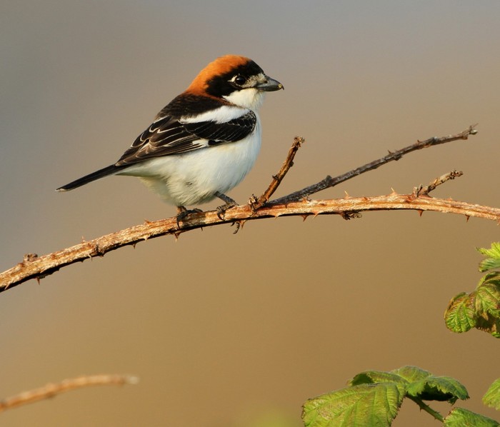 Woodchat Shrike