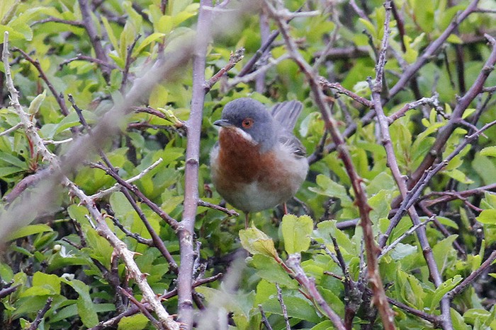Eastern Subalpine Warbler