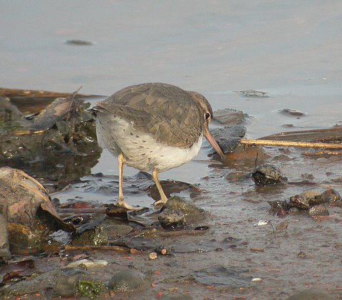 Spotted Sandpiper