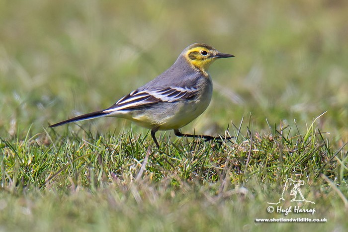Citrine Wagtail