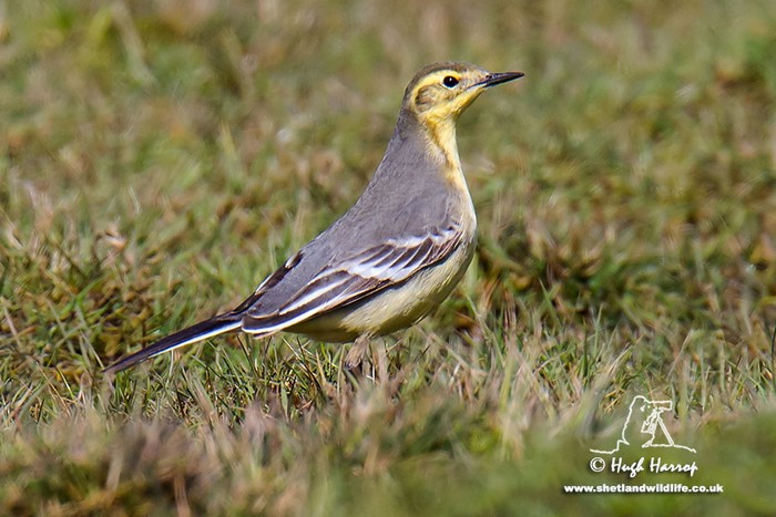 Citrine Wagtail
