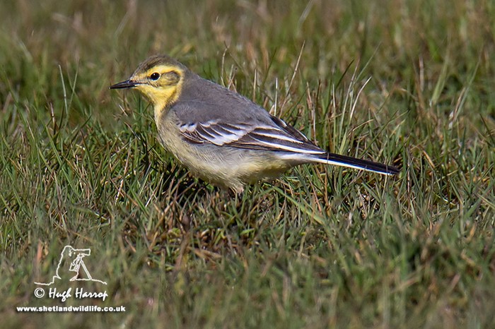 Citrine Wagtail