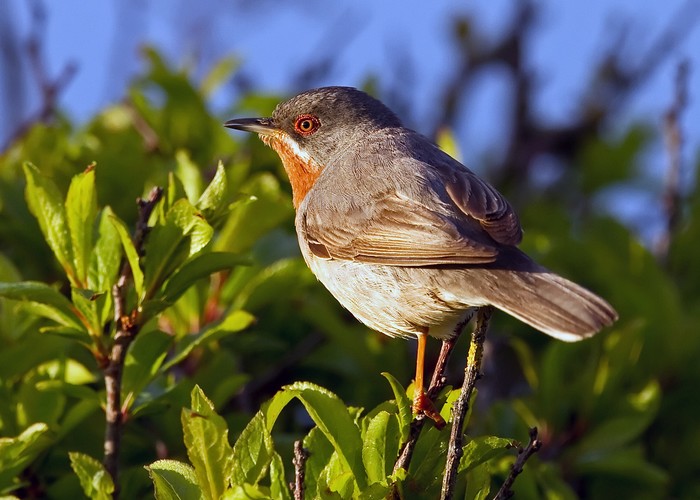 Eastern Subalpine Warbler