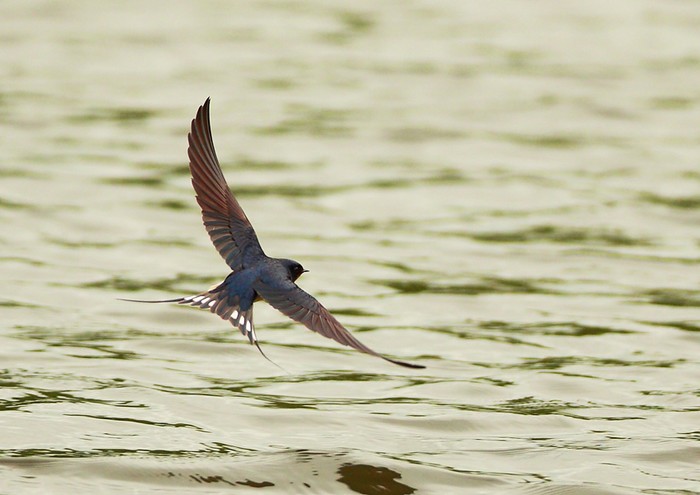 Swallow