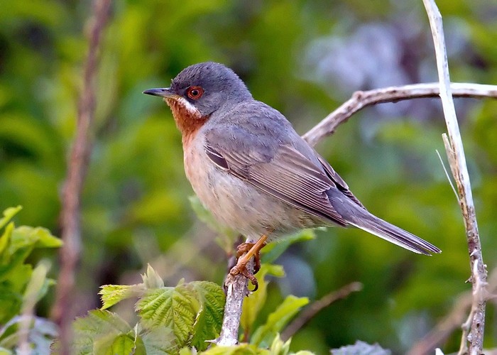 Eastern Subalpine Warbler