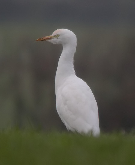 Cattle Egret