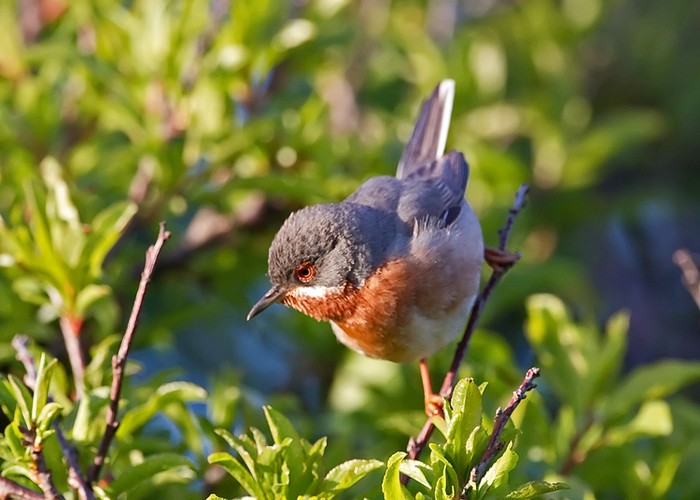 Eastern Subalpine Warbler
