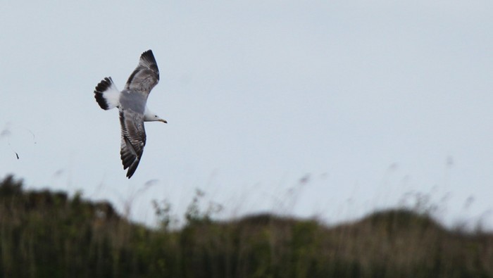 Caspian Gull